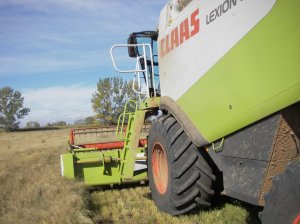 Harvesting TEF CLAAS Lexion 530