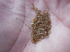 Eragrostis TEF seeds