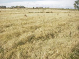 Harvesting TEF CLAAS Lexion 530