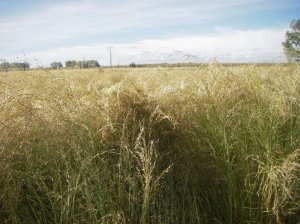 Harvesting TEF CLAAS Lexion 530