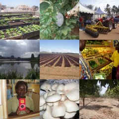 African Agriculture Blog